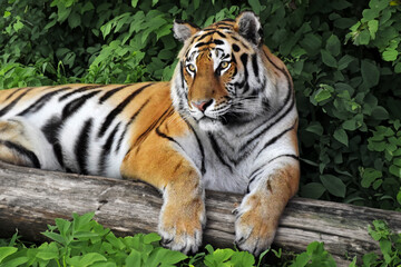 Tygrys amurski w zoo © Darcos