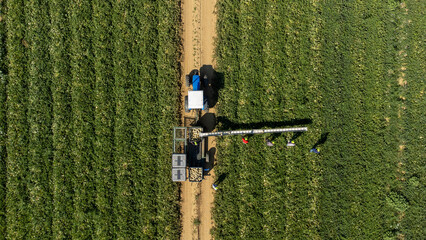 Raccolta meloni vista dal drone
