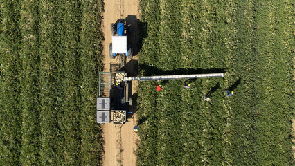 Raccolta meloni vista dal drone