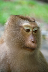 Obraz premium Macaque Monkey close shot