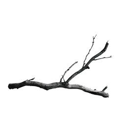 Fototapeta premium Plant And Tree, Generative AI