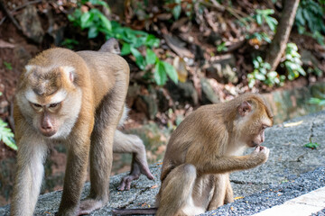 Naklejka premium Macaque Monkey close shot