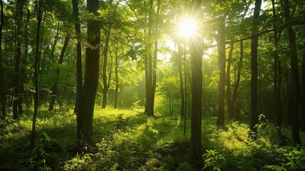 Fototapeta premium Serene forest with dappled sunlight as a peaceful wallpaper