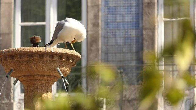 Seagulls on fountain about Church of Trinity in Porto, Portugal