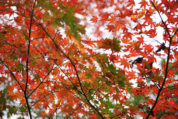 red maple leaves