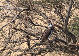 ospery bird on the tree
