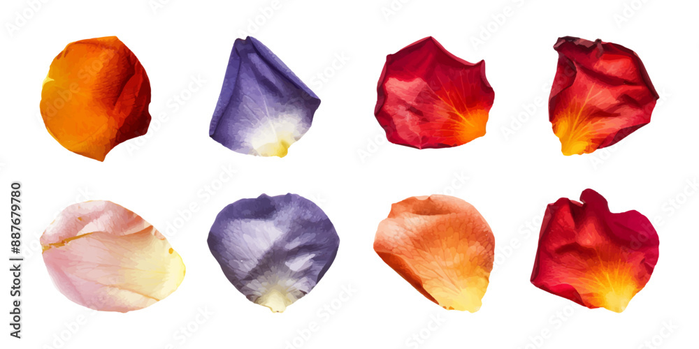 Wall mural a set of colorful rose petals isolated on a white background