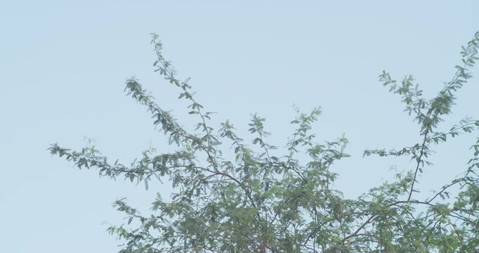 Top of tree with clear sky in background in Riffa