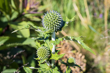 Wildflowers in the park of St. Petersburg, Russia