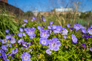 Wildflowers in the park of St. Petersburg, Russia