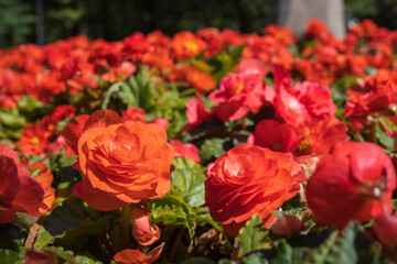 Wildflowers in the park of St. Petersburg, Russia