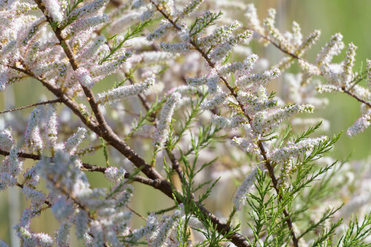 FLORES DE TAMARISCO (Tamarix Dalmatica)
