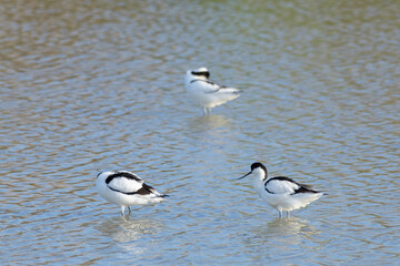 AVOCETA COMÚN (Recurvirostra Avosetta)