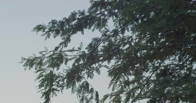 Branches of tree in dusk sky in Riffa