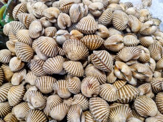  a pile of clams sold at a supermarket. ready to buy and processed into delicious food.  