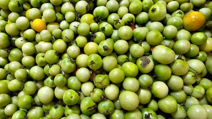 Harvested unripe green cherry tomatoes fresh tomatoes that farmers have just plucked from the plantations spherical in shape