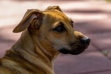 Close-up three quarter view of a small brown Chiweenie.