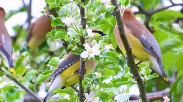 More cedar waxwing birds stand on a tree somewhere on a public park, Quebec, Canada. 