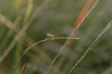 Narrow-winged damselflies tiny insects with beautiful golden hour sunset sunrise grass