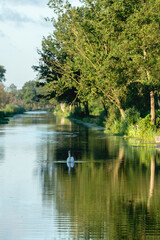 beautiful Swan swimming in a river nature