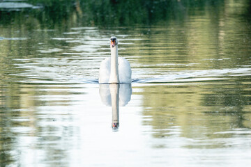 beautiful white swan bird swimming on the water