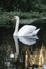 beautiful white swan bird swimming on the water