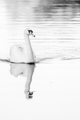 beautiful white swan bird swimming on the water