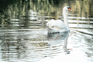 Naklejka premium beautiful white swan bird swimming on the water
