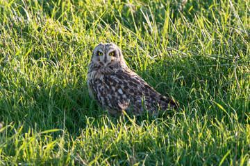 Hibou des marais, Hibou brachyote, Asio flammeus, Short eared Owl, region Pays de Loire; marais Breton; 85, Vendée, Loire Atlantique, France