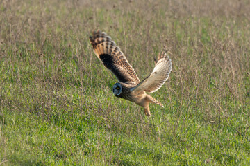 Hibou des marais, Hibou brachyote, Asio flammeus, Short eared Owl, region Pays de Loire; marais Breton; 85, Vendée, Loire Atlantique, France