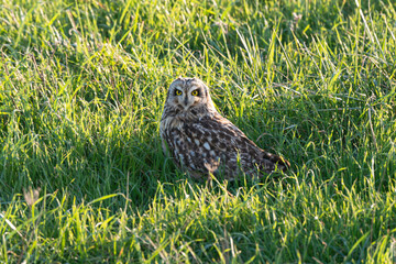 Hibou des marais, Hibou brachyote, Asio flammeus, Short eared Owl, region Pays de Loire; marais Breton; 85, Vendée, Loire Atlantique, France