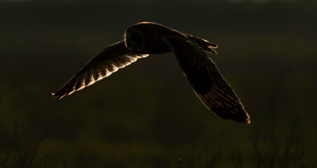 Hibou des marais, Hibou brachyote, Asio flammeus, Short eared Owl, region Pays de Loire; marais...