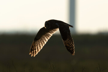 Hibou des marais, Hibou brachyote, Asio flammeus, Short eared Owl, region Pays de Loire; marais Breton; 85, Vendée, Loire Atlantique, France