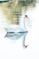 Fototapeta premium beautiful white swan bird swimming on the water