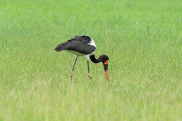 Jabiru d'Afrique.Ephippiorhynchus senegalensis, Saddle billed Stork, Afrique du Sud