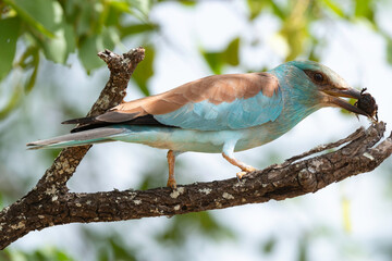 Rollier d'Europe,. Coracias garrulus, European Roller