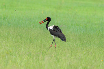 Jabiru d'Afrique.Ephippiorhynchus senegalensis, Saddle billed Stork, Afrique du Sud