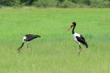 Jabiru d'Afrique.Ephippiorhynchus senegalensis, Saddle billed Stork, Afrique du Sud