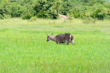 Cobe à croissant , Waterbuck,  Kobus ellipsiprymnus, Parc national du Kruger, Afrique du Sud