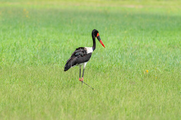 Jabiru d'Afrique.Ephippiorhynchus senegalensis, Saddle billed Stork, Afrique du Sud