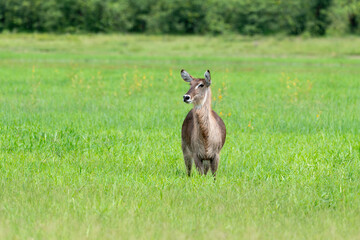 Cobe à croissant , Waterbuck,  Kobus ellipsiprymnus, Parc national du Kruger, Afrique du Sud
