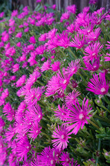Stauden Mittagsblume (Delosperma cooperi) mit pinkfarbenen Bl&uuml;ten 