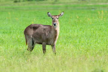 Cobe à croissant , Waterbuck,  Kobus ellipsiprymnus, Parc national du Kruger, Afrique du Sud