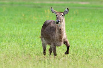 Cobe à croissant , Waterbuck,  Kobus ellipsiprymnus, Parc national du Kruger, Afrique du Sud