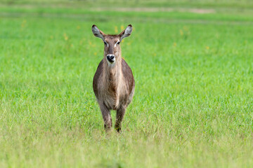Cobe à croissant , Waterbuck,  Kobus ellipsiprymnus, Parc national du Kruger, Afrique du Sud