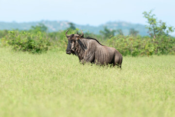 Fototapeta premium Gnou à queue noire, Connochaetes taurinus, Parc national Kruger, Afrique du Sud