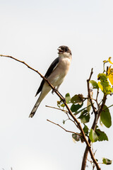 Pie grièche à poitrine rose, .Lanius minor, Lesser Grey Shrike