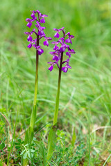 orchis bouffon, Orchis morio, Anacamptis morio