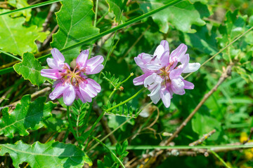 trèfle de Perse , trèfle renversé , Trifolium resupinatum