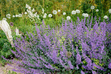 Steppensalbei (Salvia) Blumenbeet im Garten  